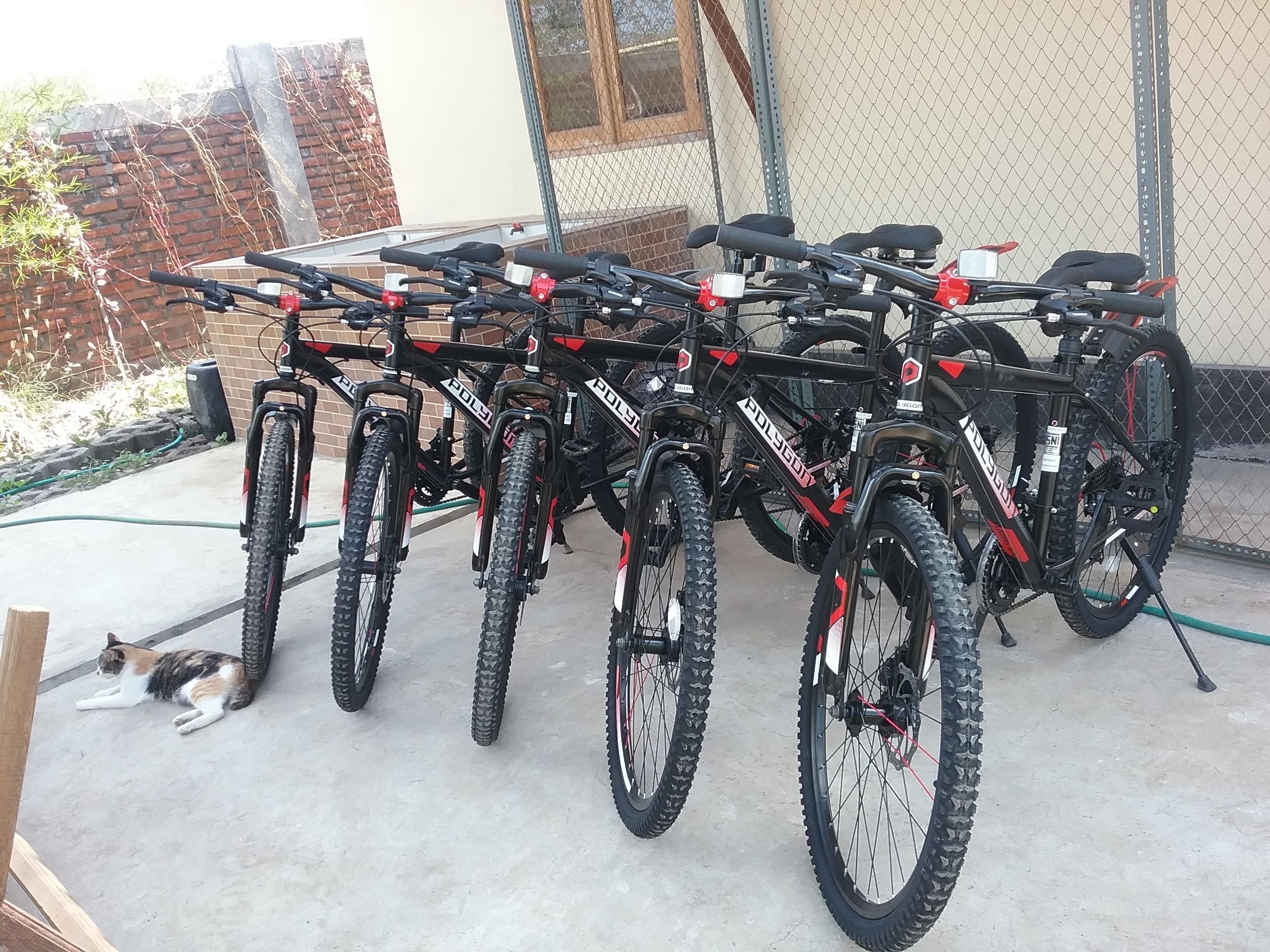 A row of bicycles parked outdoors, with a cat lying on the ground nearby.
