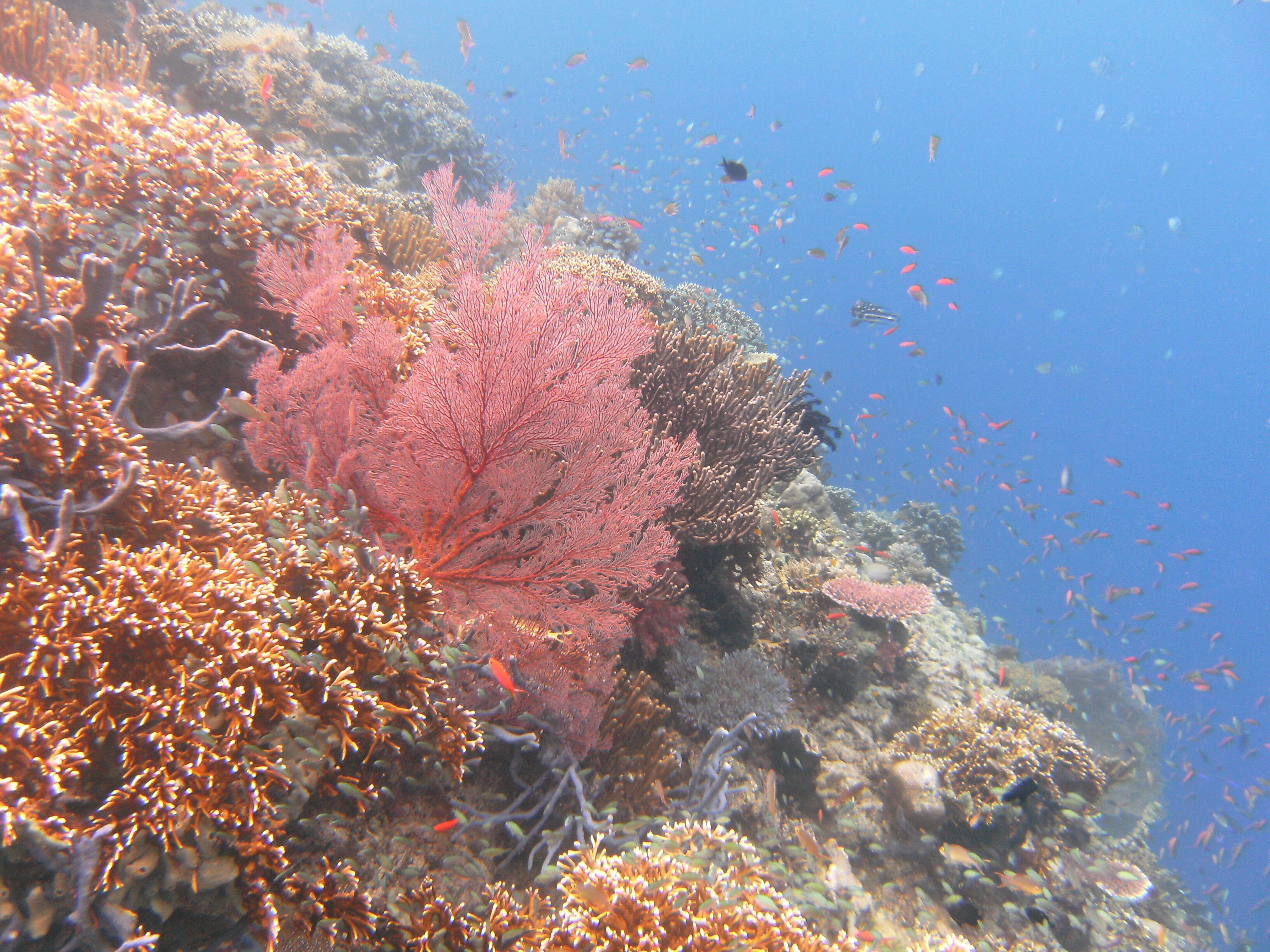 Un récif corallien abritant diverses espèces de poissons et différentes formations coralliennes.