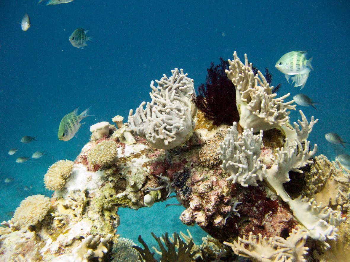 Un arrecife de coral con diversas especies de peces nadando a su alrededor.