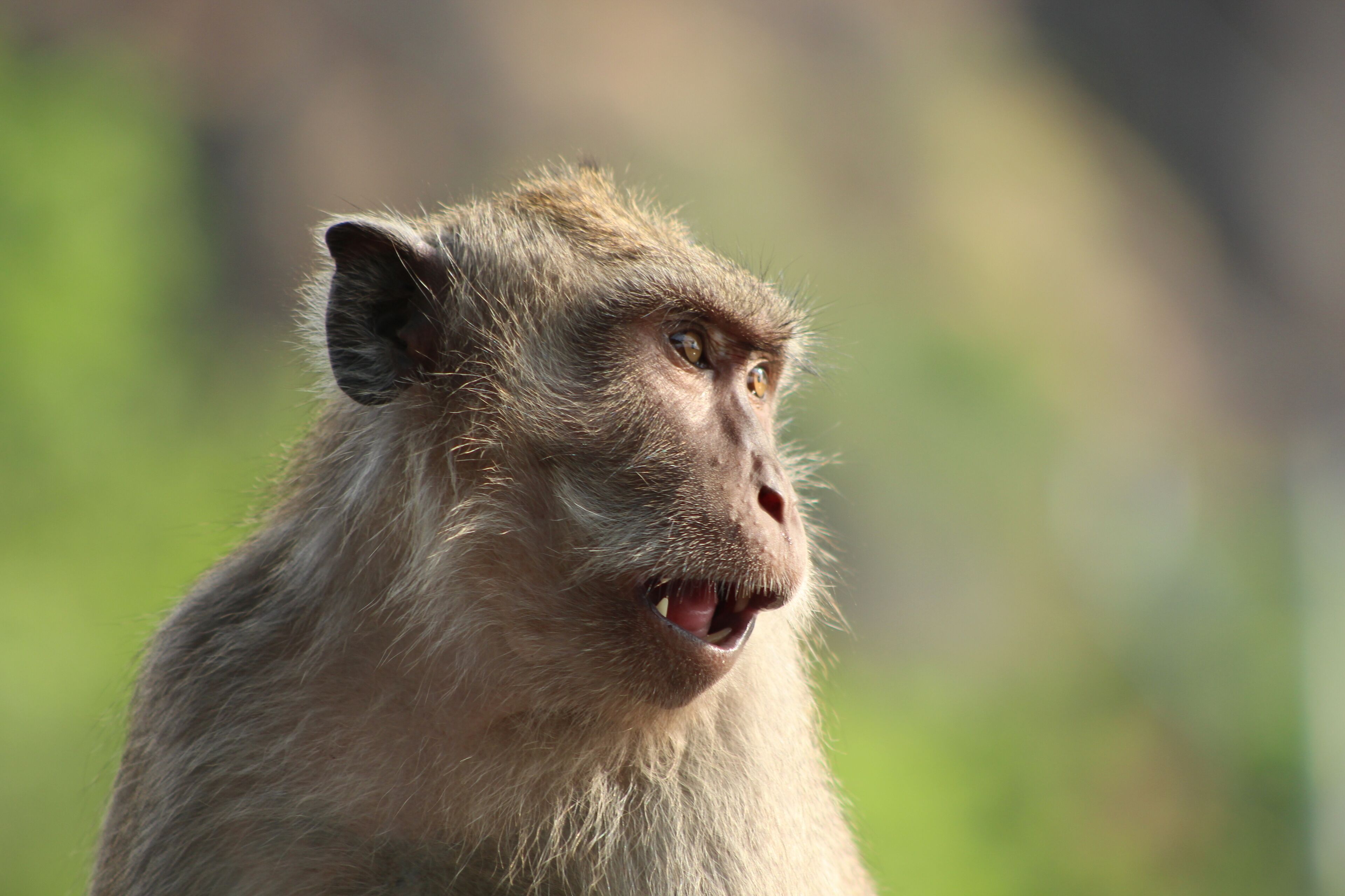 A close-up of a monkey's face with a blurred green background.