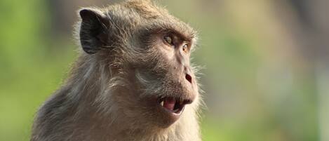 A close-up of a monkey's face with a blurred green background.