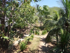 Stroll through a serene tropical garden, surrounded by lush vegetation and winding paths.