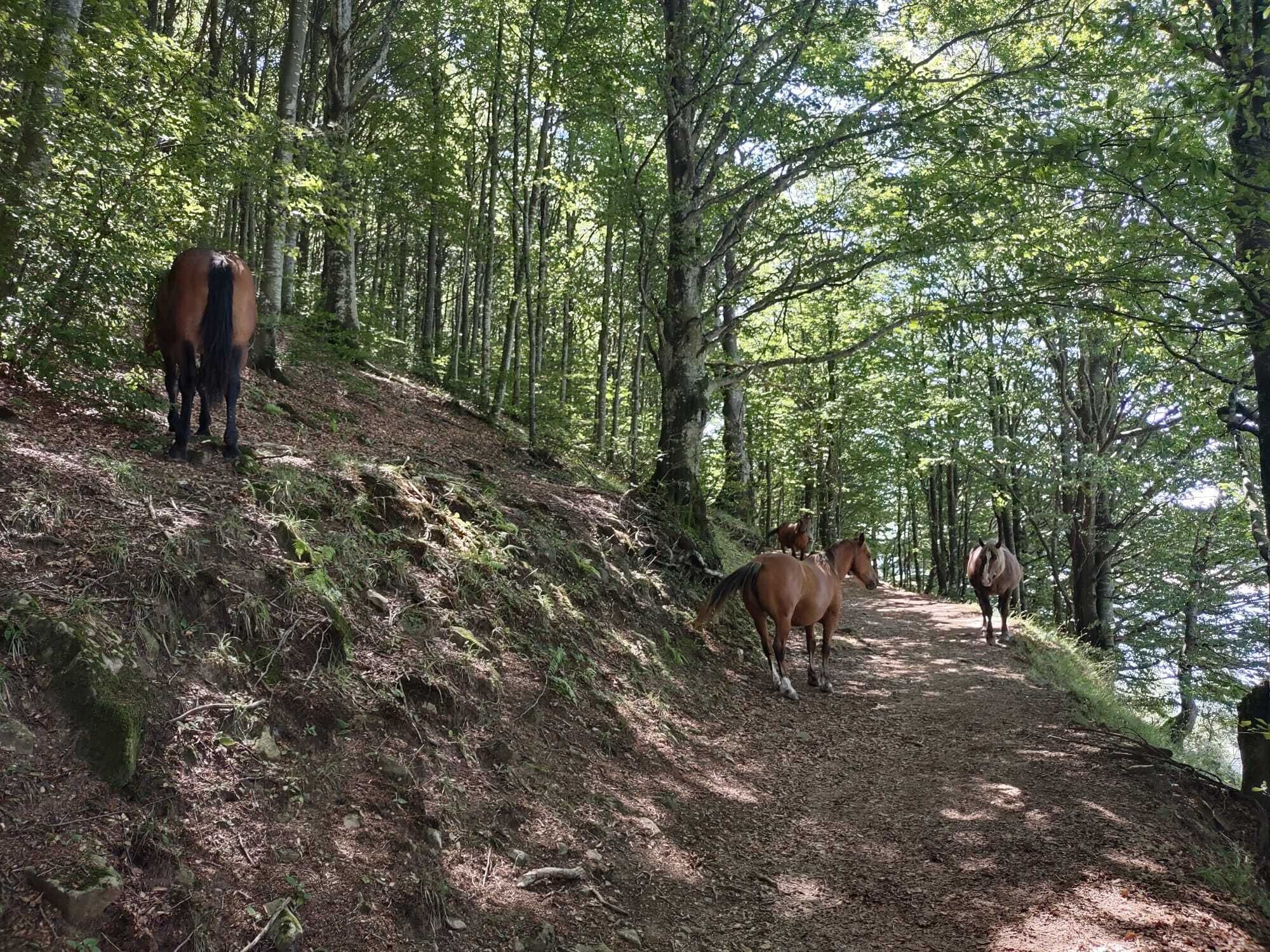 Un sendero arbolado con caballos.