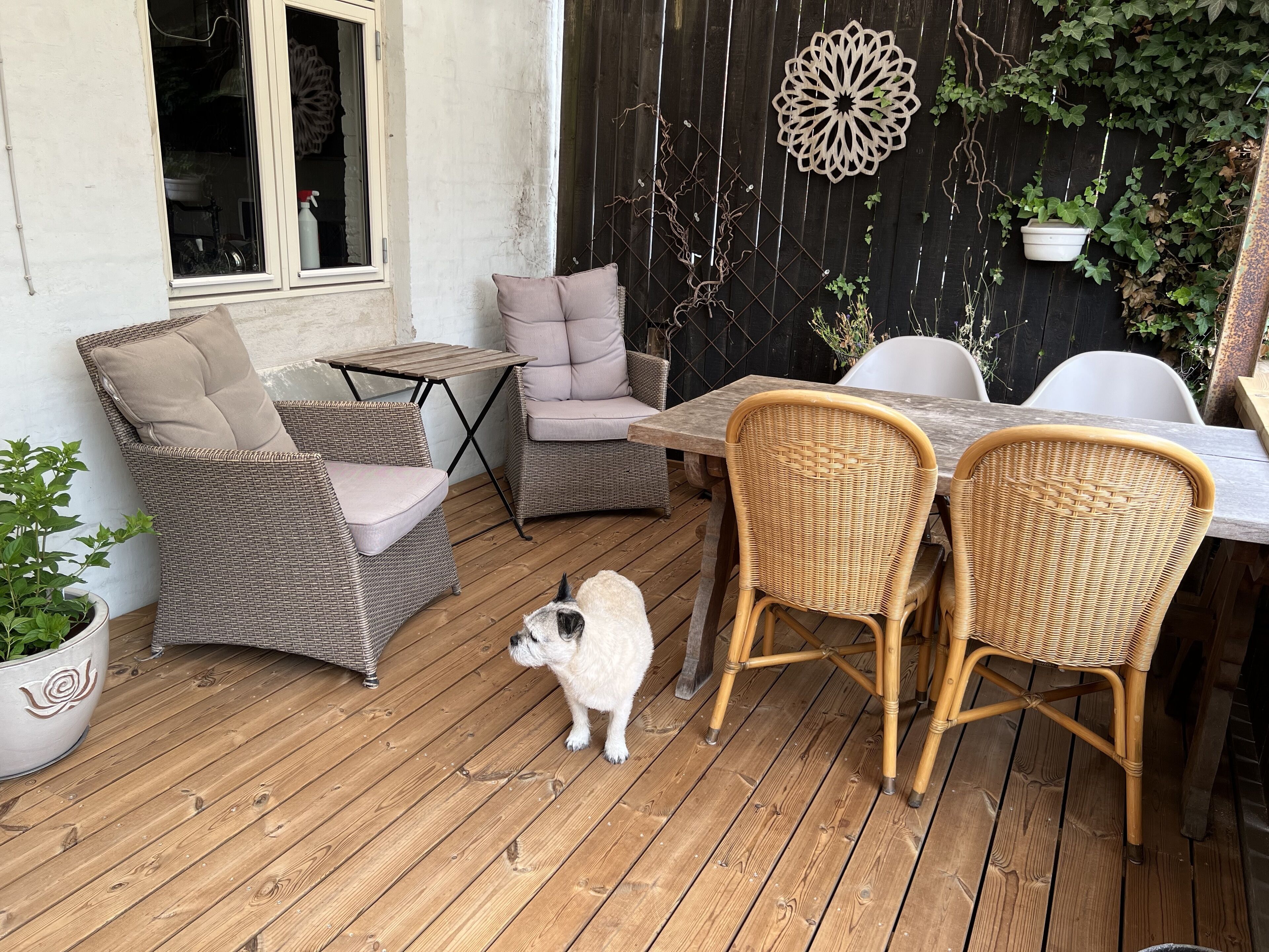 A wooden deck with wicker furniture, including two chairs and a table, and a small dog.