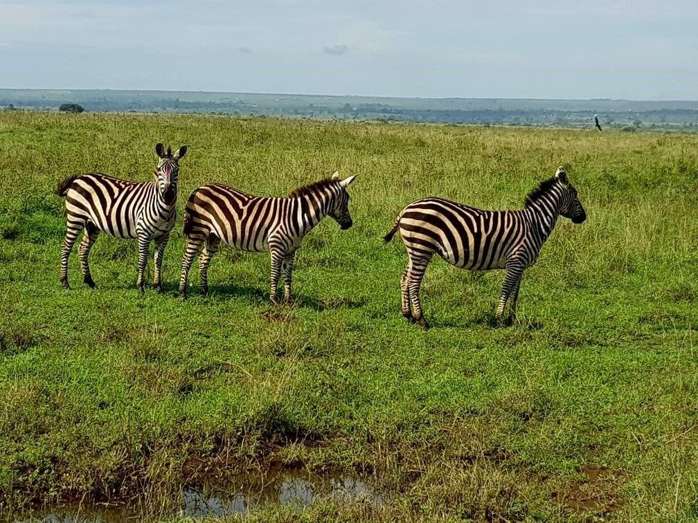 Foto - ibis Styles - Nairobi, Westlands