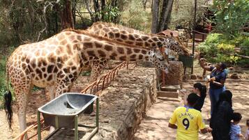 Een dierentuinverblijf met giraffen, een plek om te voeren en bezoekers.