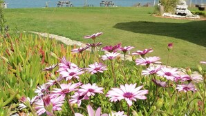 Un jardin agrémenté de fleurs roses et offrant une vue sur l’océan.