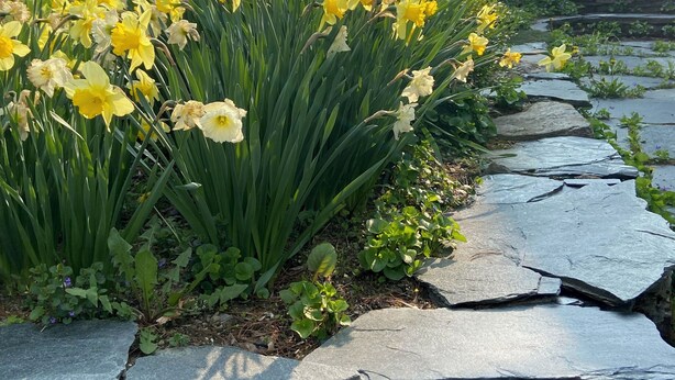 Un jardín con narcisos amarillos y un sendero de piedra que lleva a una casa.