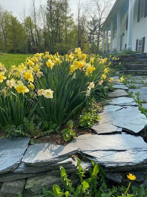 Un jardín con narcisos amarillos y un sendero de piedra que lleva a una casa.