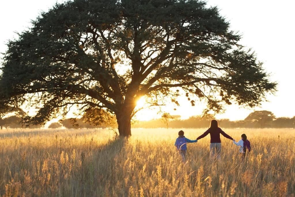A large tree in a field with a sunset in the background.