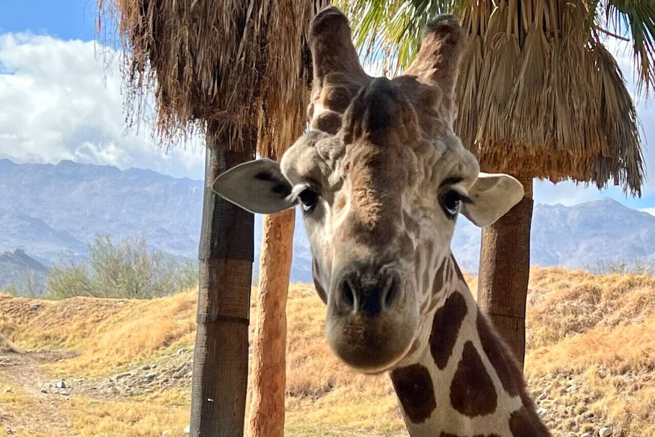 A giraffe with a mountainous background and a thatched roof structure.