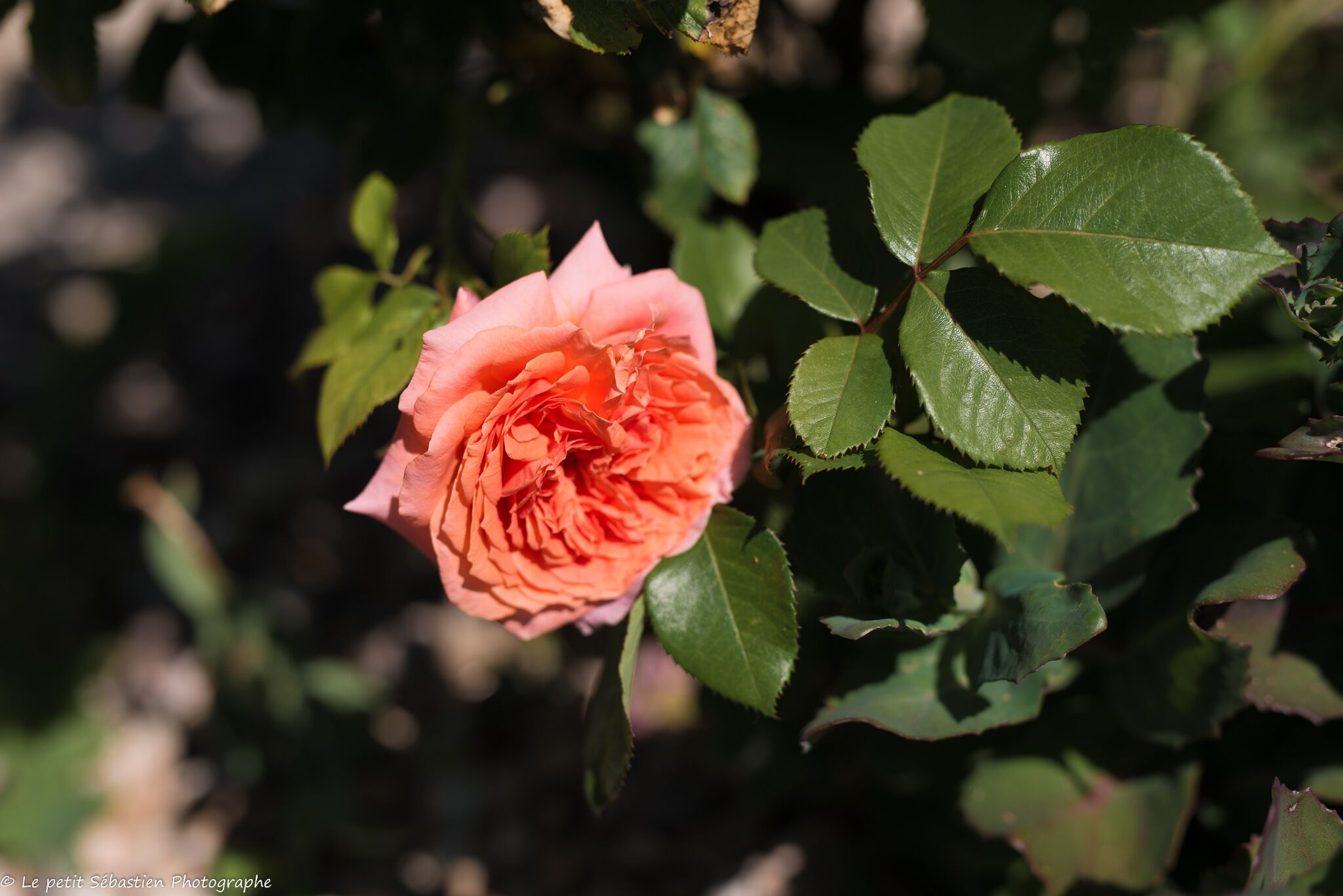 Una rosa rosa solitaria con hojas verdes en un jardín.