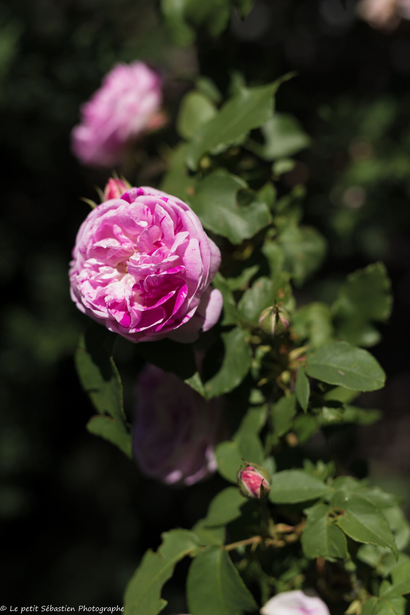Una flor rosa en plena floración con hojas verdes al fondo.
