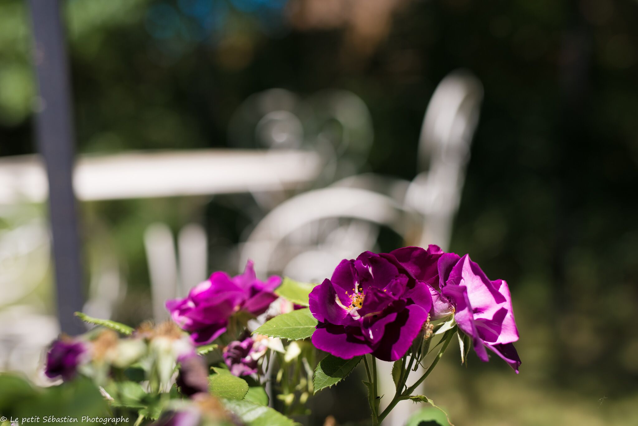A garden with purple flowers and a white fence in the background.