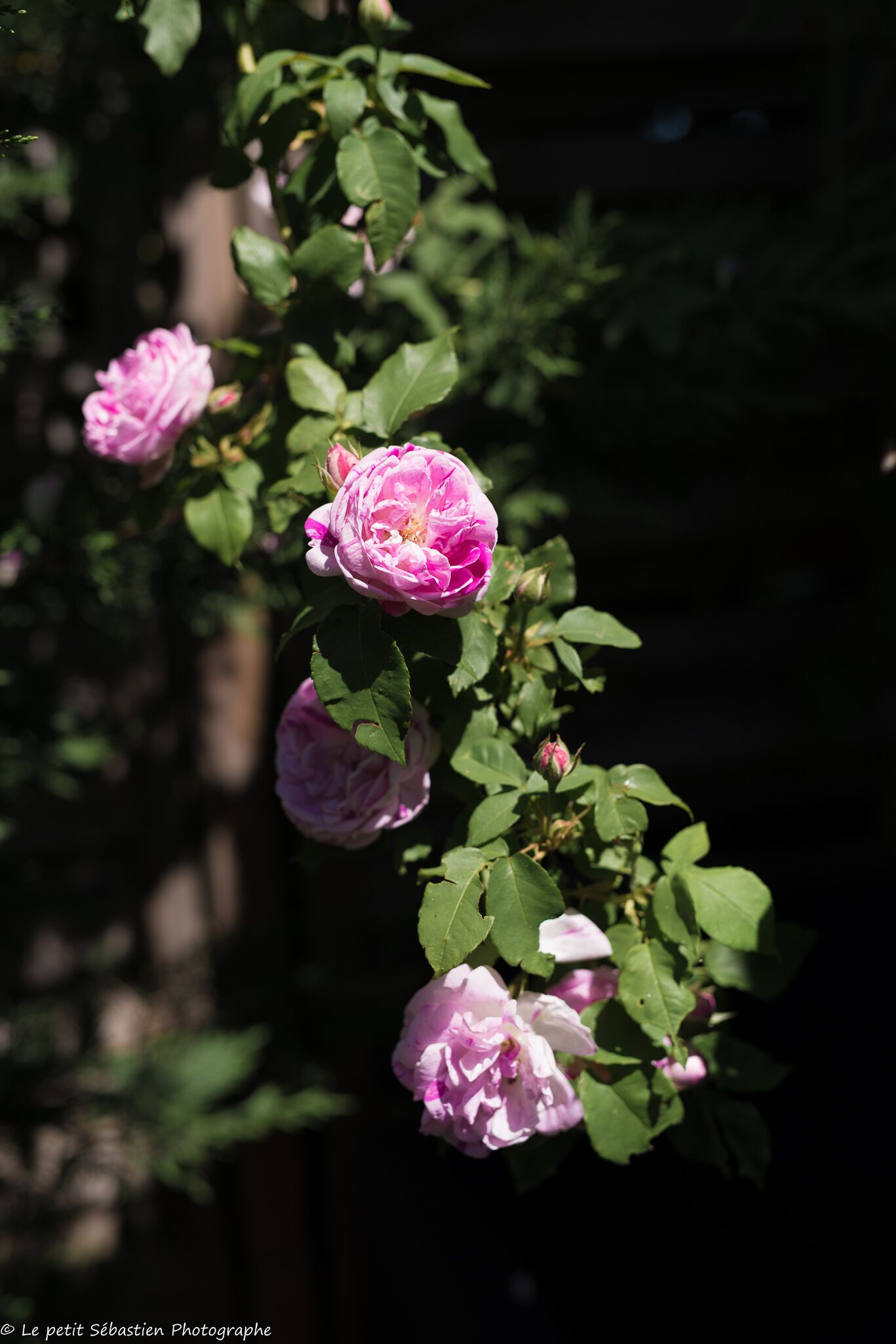 A rose bush with multiple pink flowers and green leaves.