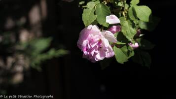 A rose bush with multiple pink flowers and green leaves.