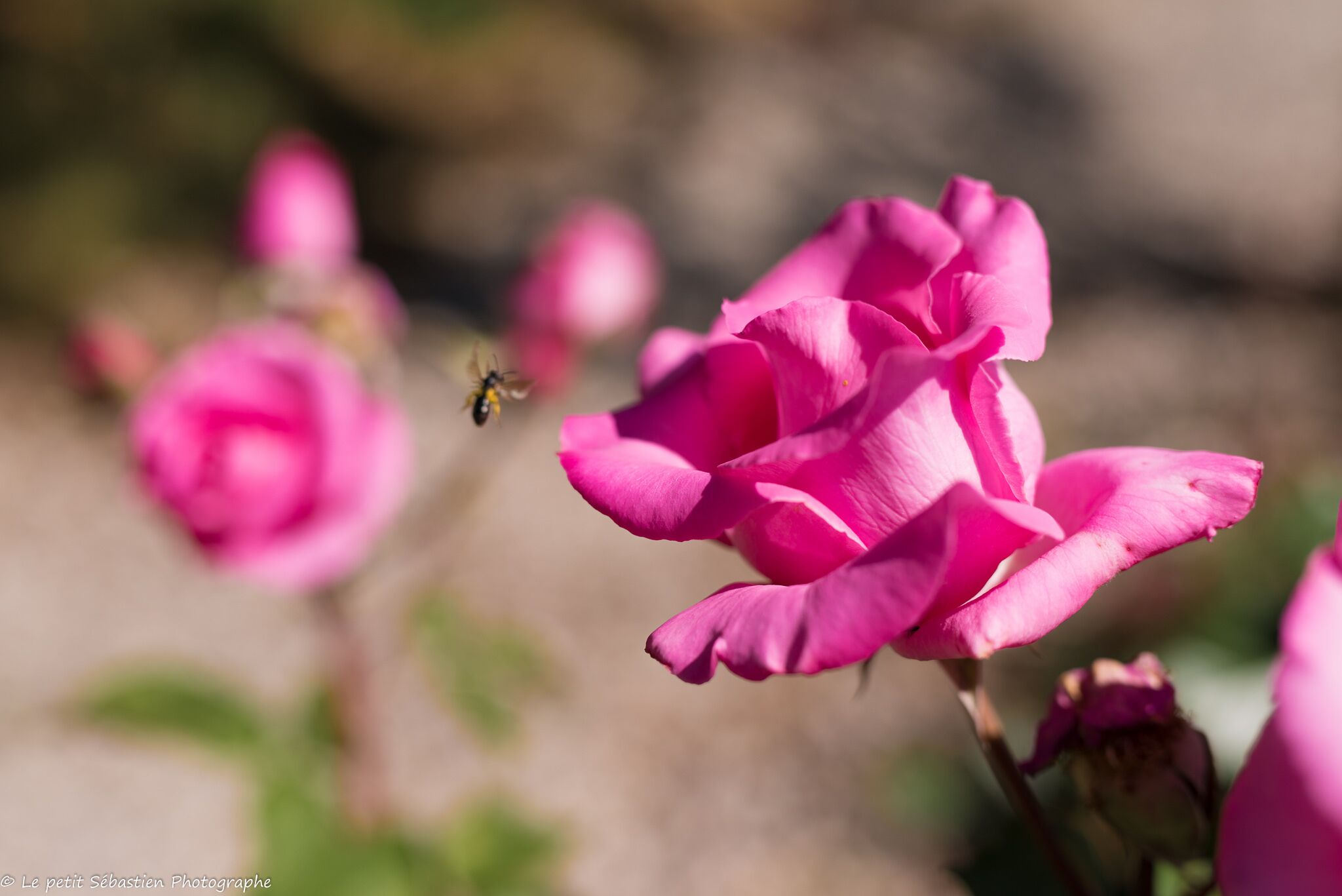 Una flor rosa con una abeja cerca.