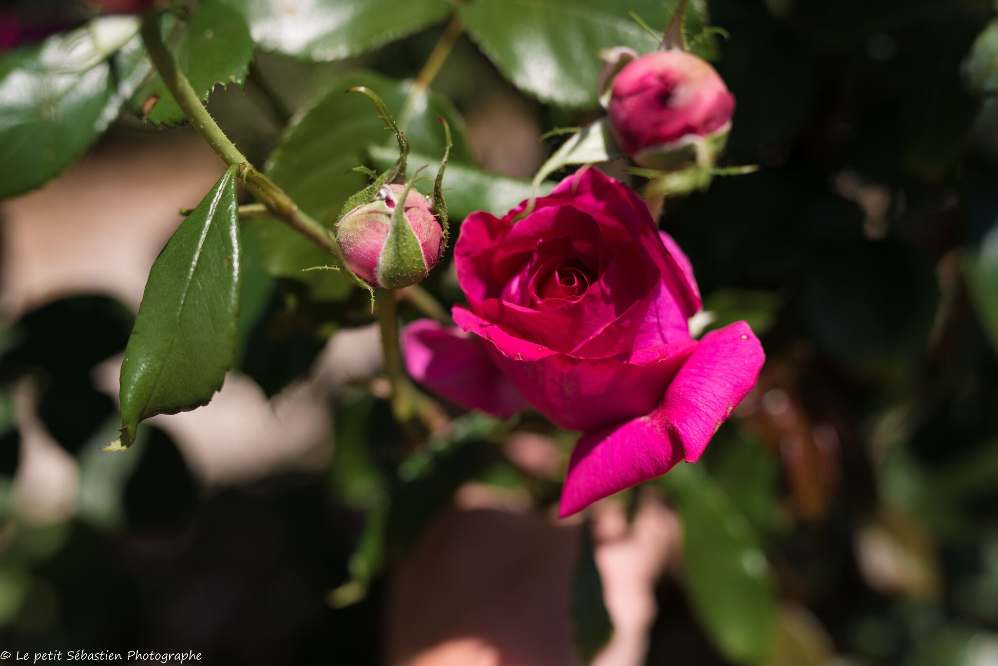 A rose with visible thorns and buds, surrounded by green leaves.