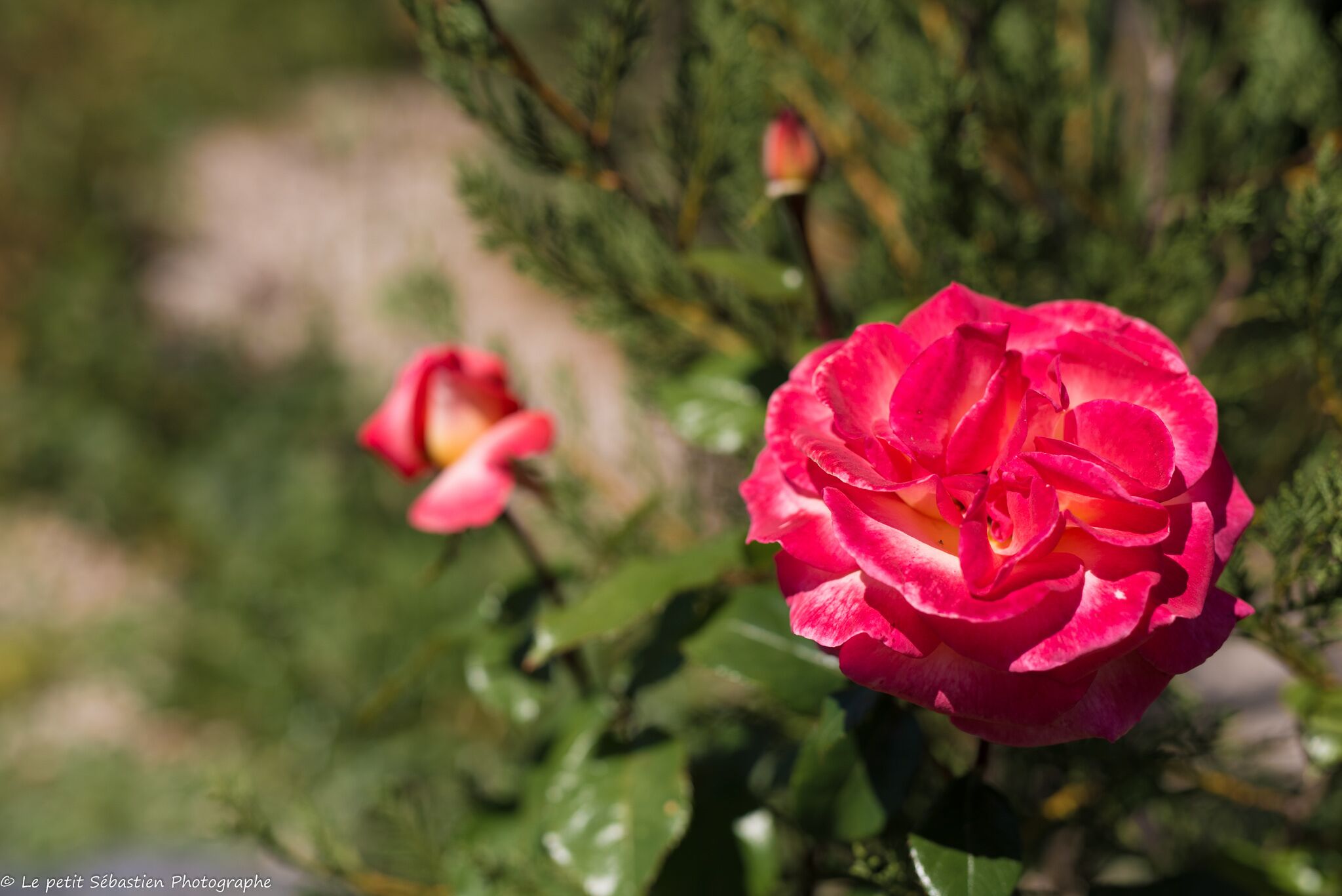 Un gros plan d’une rose rose éclatante, parsemée de gouttelettes d’eau, et entourée de feuillage verdoyant.