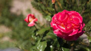 Un gros plan d’une rose rose éclatante, parsemée de gouttelettes d’eau, et entourée de feuillage verdoyant.