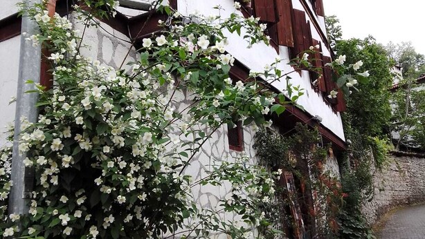A traditional building with a white facade and dark wooden shutters, featuring a lush climbing plant with white flowers.