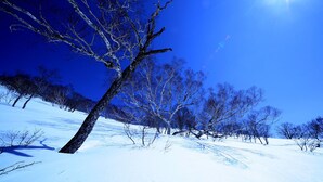 Paisaje nevado con árboles desnudos y un cielo azul despejado.