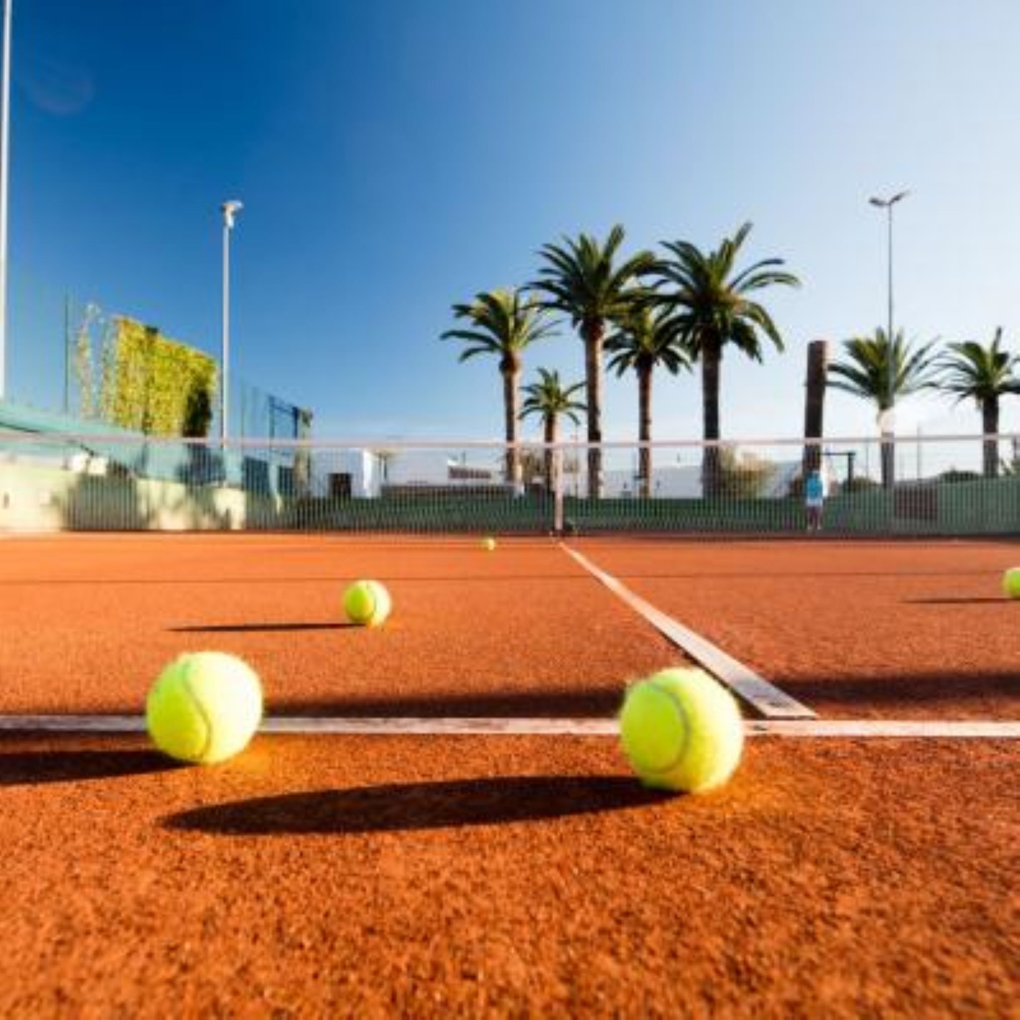 A tennis court with a net, palm trees, and a clear sky.