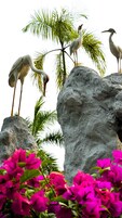 Un uccello appollaiato su una roccia, con palme sullo sfondo.