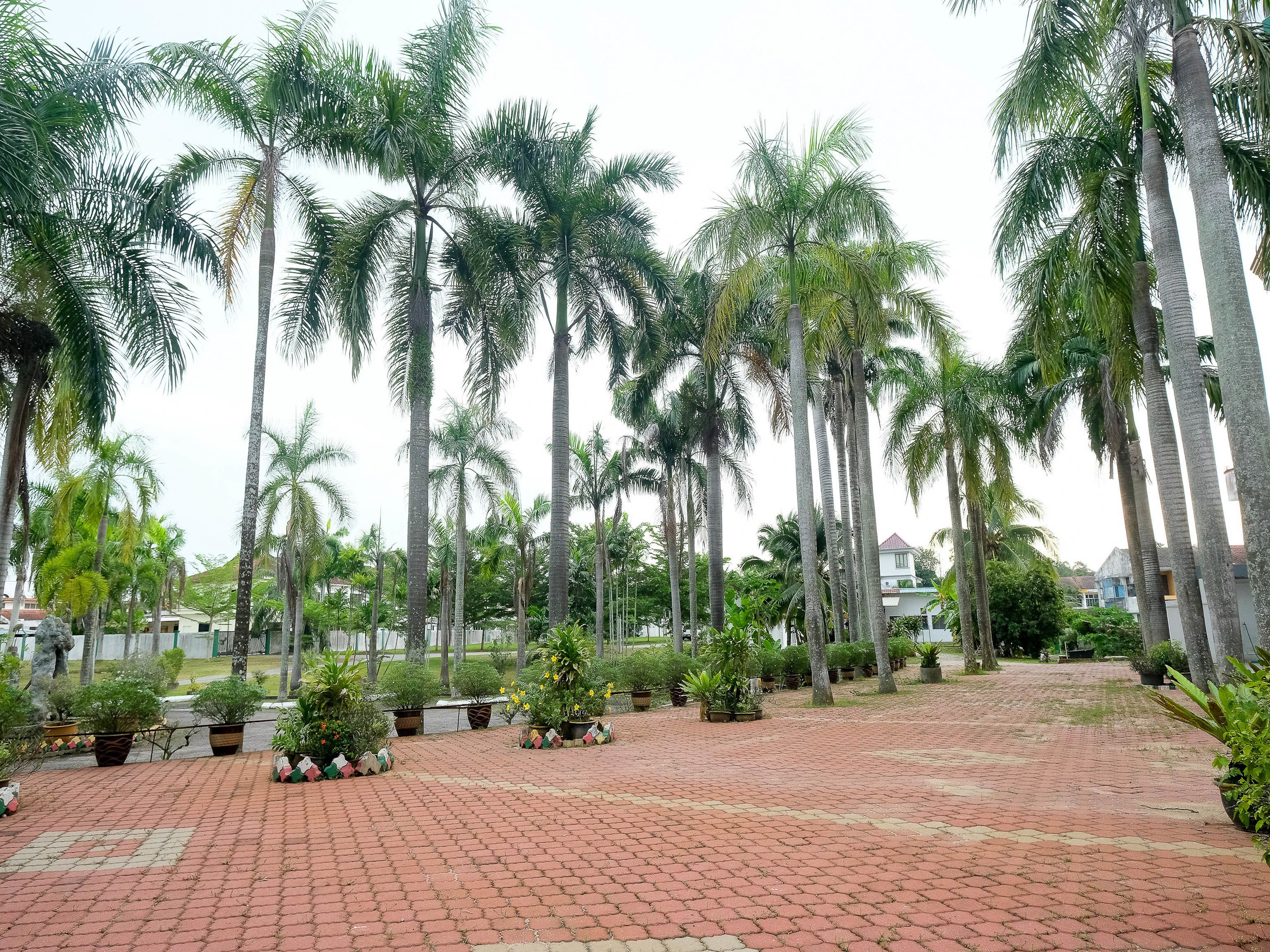 A paved courtyard with palm trees and potted plants.
