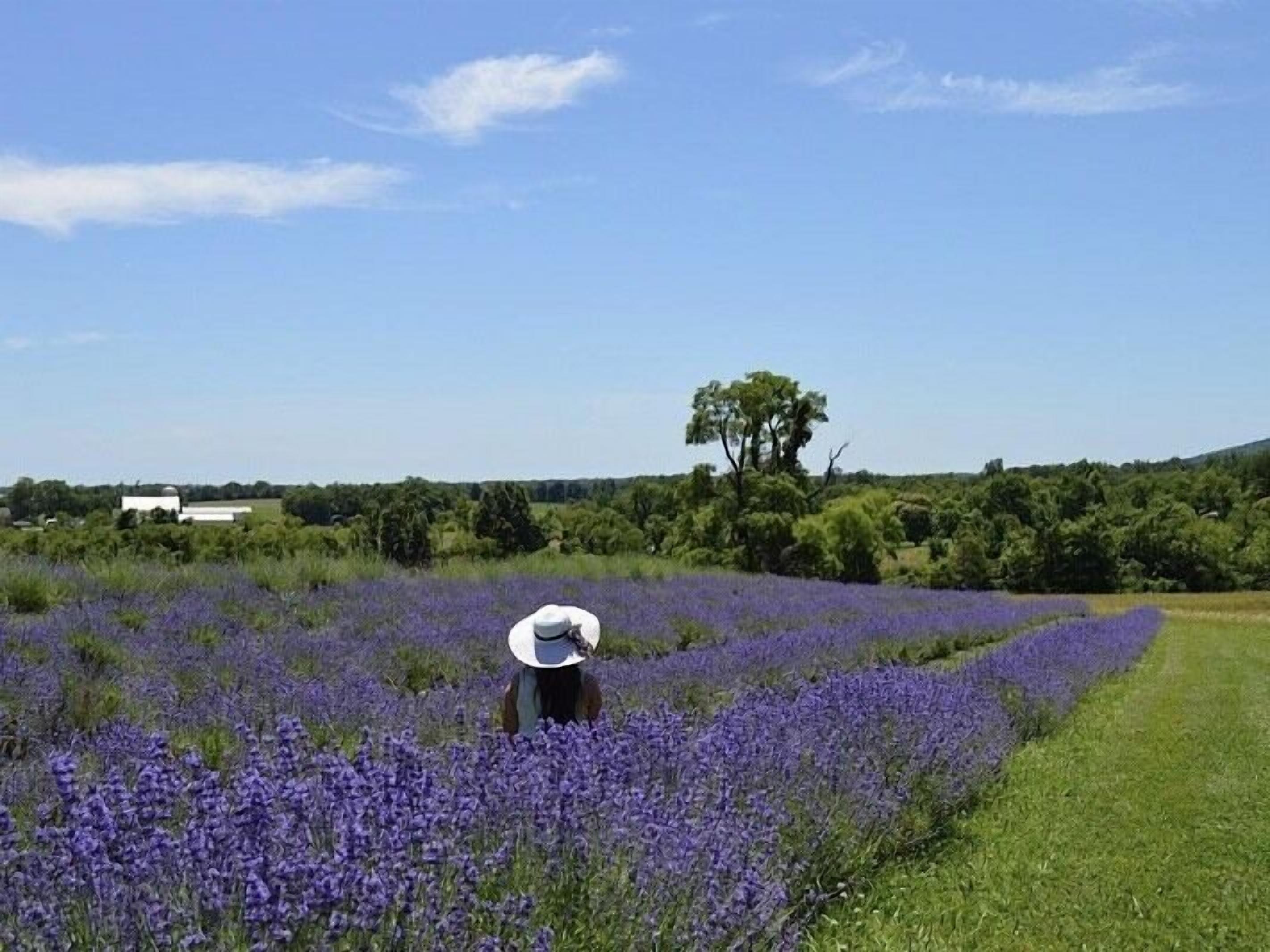 Eine Person in einem Feld voller lila Blumen, mit einem Gebäude und Bäumen im Hintergrund.