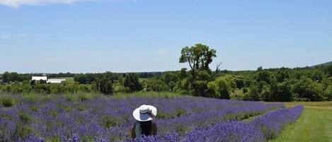 Eine Person in einem Feld voller lila Blumen, mit einem Gebäude und Bäumen im Hintergrund.