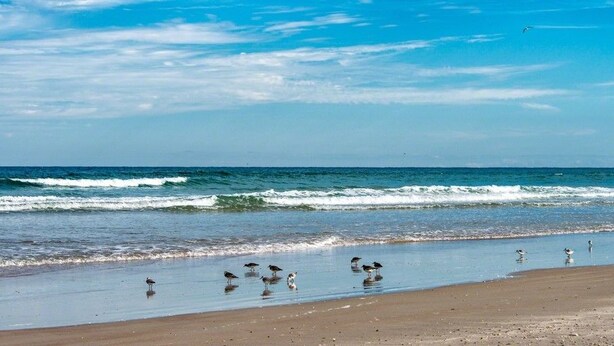 Una playa con olas, aves y gente.
