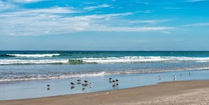 Condo, 1 Bedroom | Beach | Beach nearby - Seaside S 4302 1 Bedroom Condo by RedAwning (New Smyrna Beach)