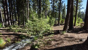 A forested area with a small stream, tall trees, and a picnic area. - Ski Trails 4113 (Truckee)