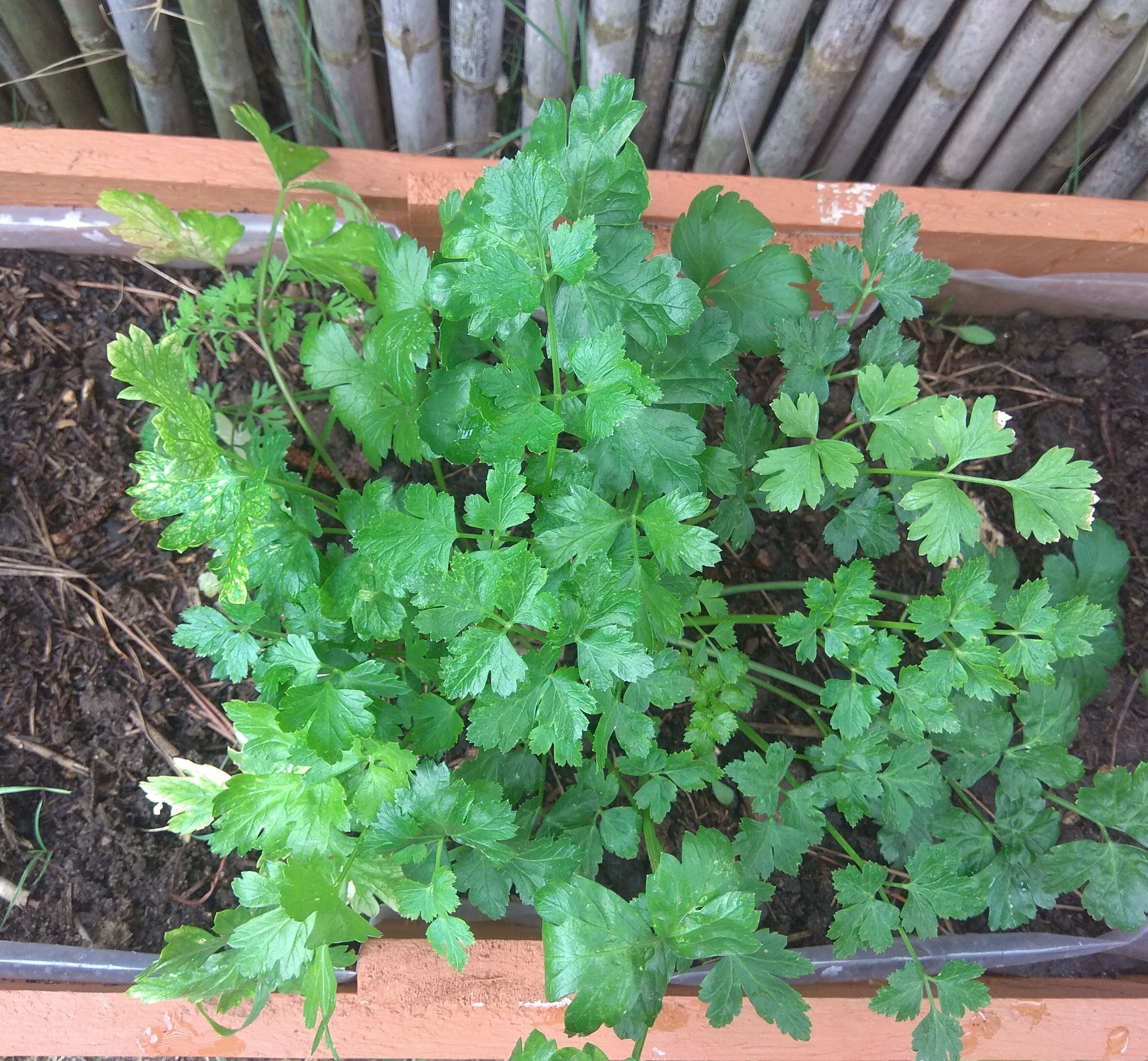 A potted herb plant with green leaves in a terracotta pot.