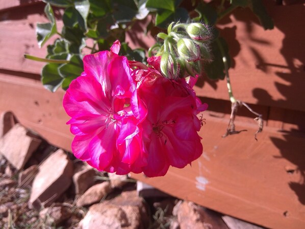 Una flor rosa en una maceta de terracota.