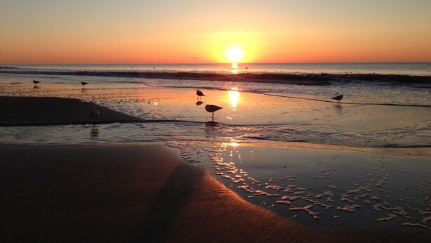 A beach at sunset with birds on the sand and the sun setting over the water. - Comfortable and Clean Townhouse, One Block From beach (Myrtle Beach)