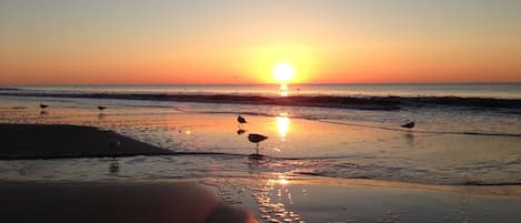 在海滩、海滩遮阳伞