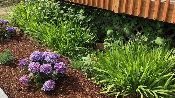 A garden with hydrangea bushes and various plants. - BRIGHT! 1.5 Blocks to Beach - Light Filled House (3 Bedroom Plus Den)  (Seaside)