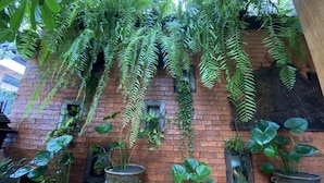 Un muro de ladrillo con helechos colgantes y plantas en macetas.
