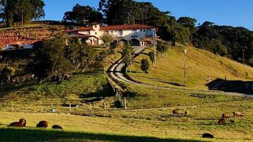 Paisagem rural com uma casa numa colina, estrada sinuosa e gado a pastar.