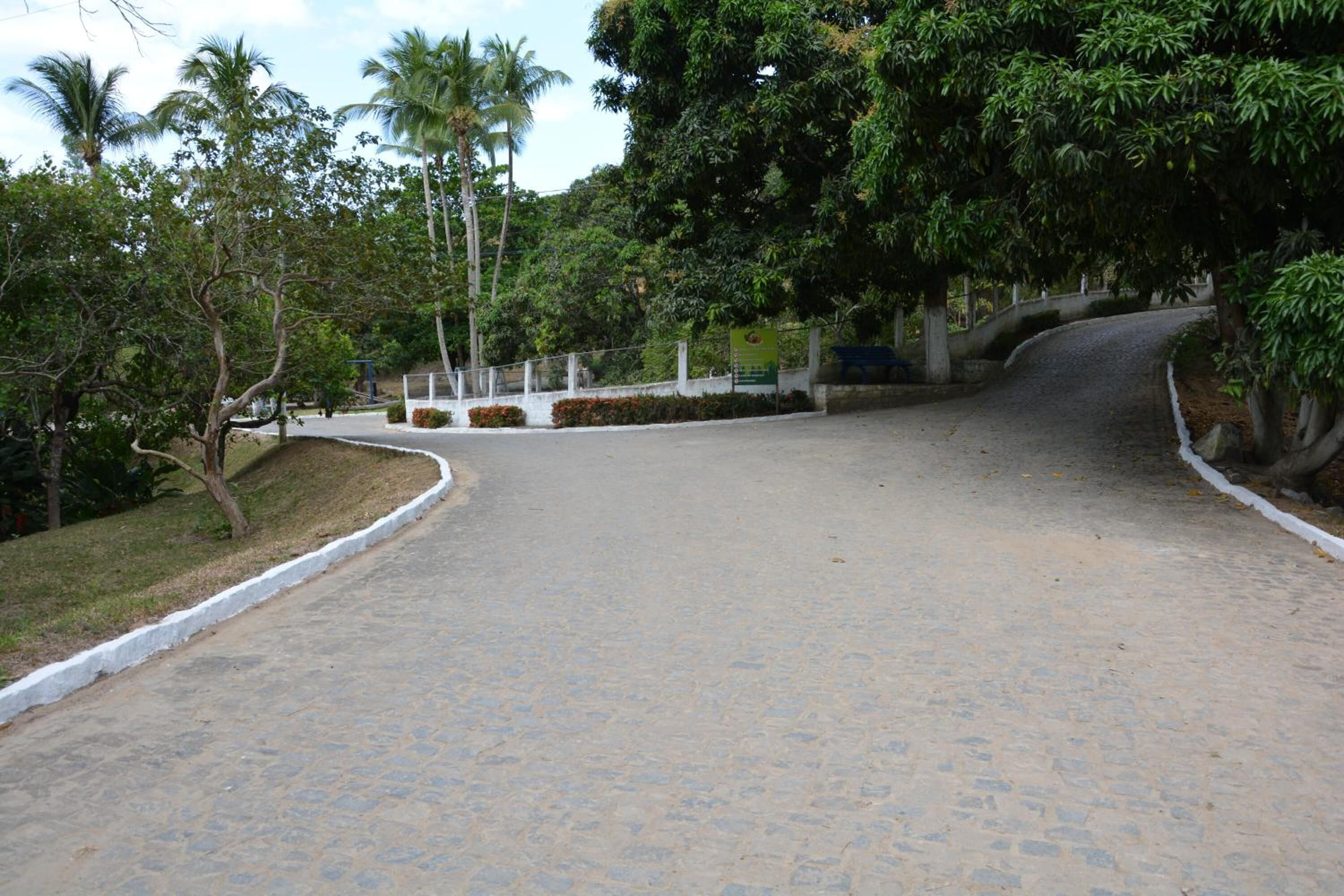 A paved pathway with a white border, surrounded by lush greenery and palm trees.