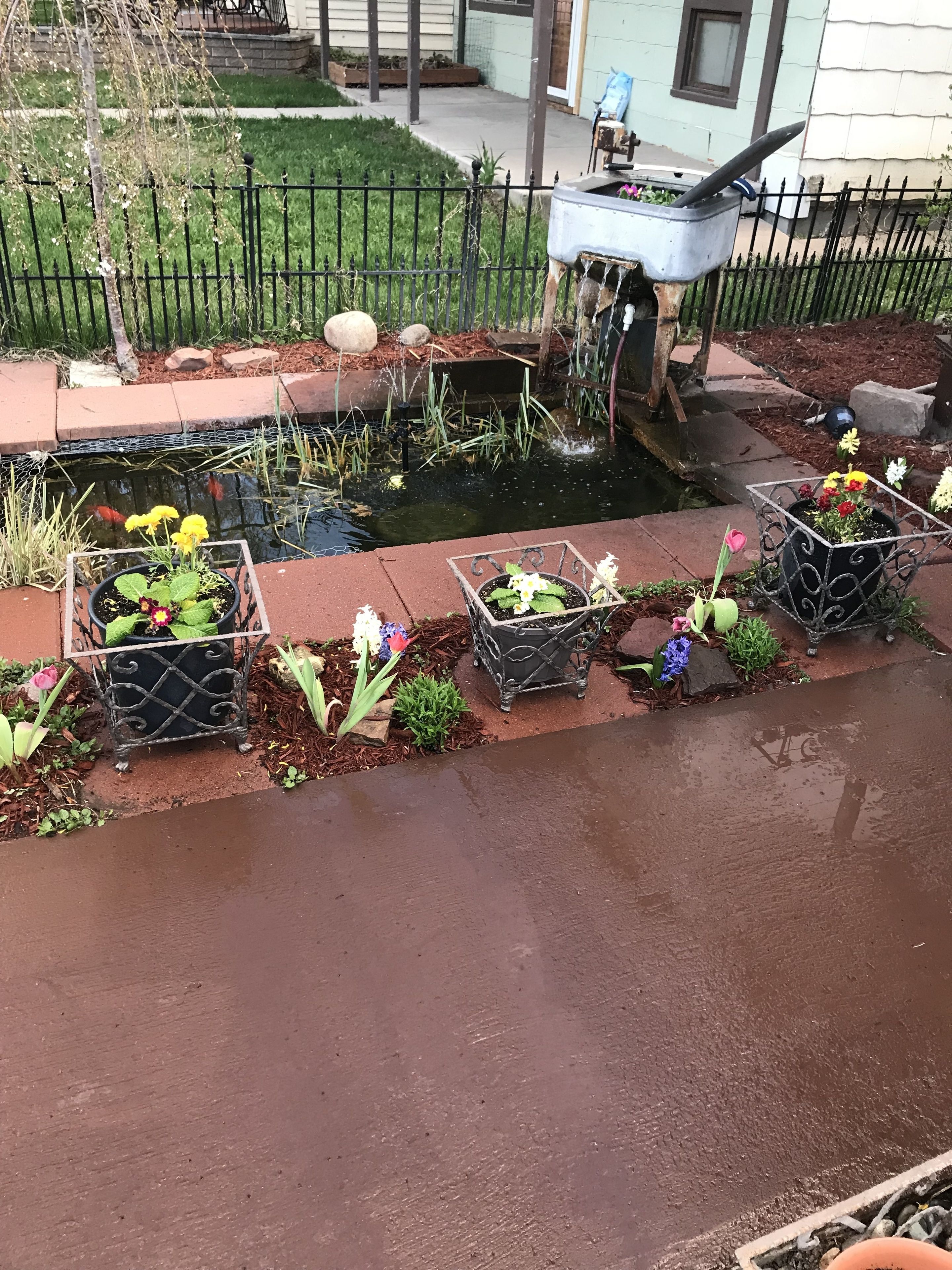 Un jardín con un estanque, plantas en macetas y una carretilla.