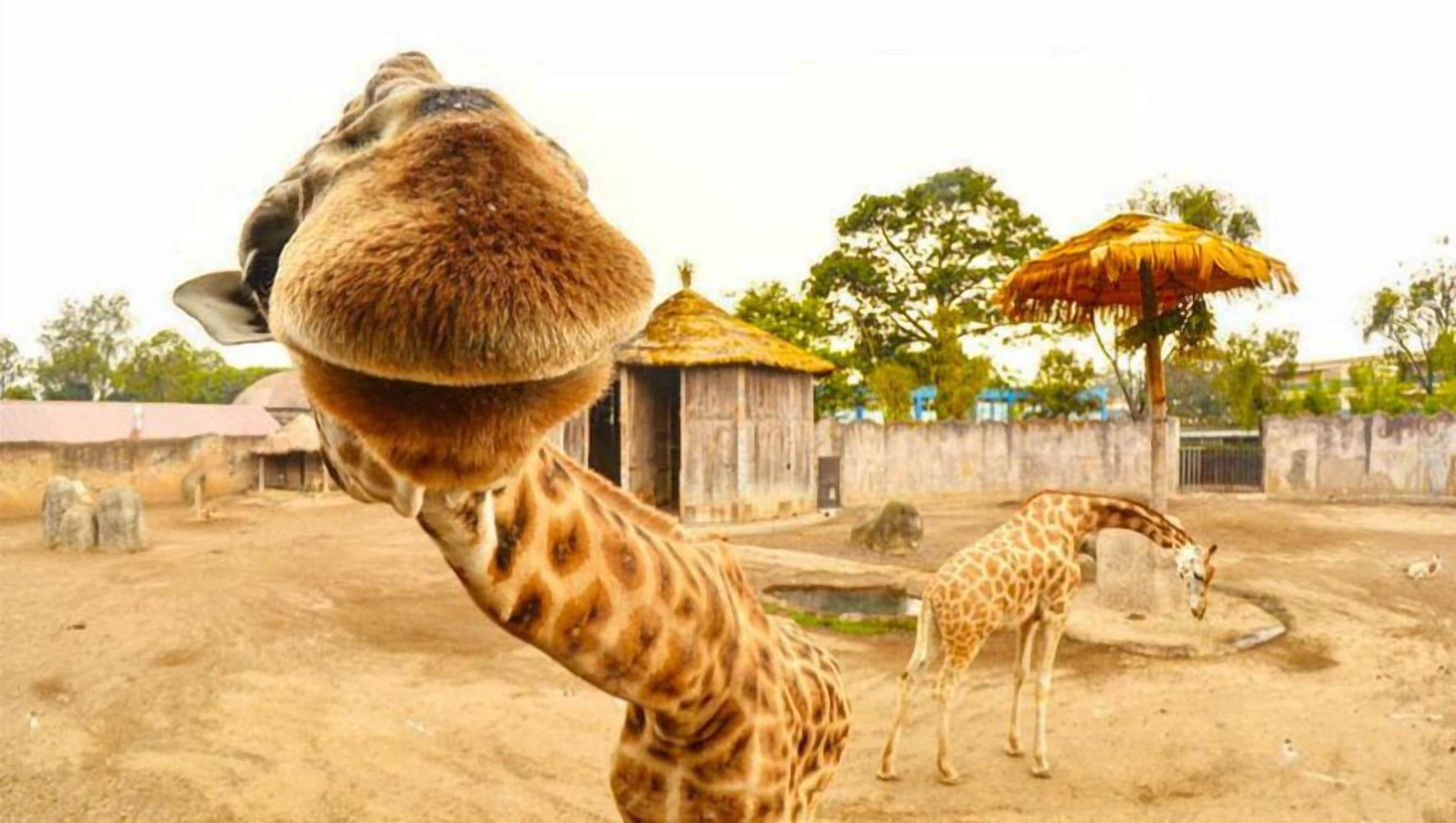 Photo - Hostal Villa Toscana