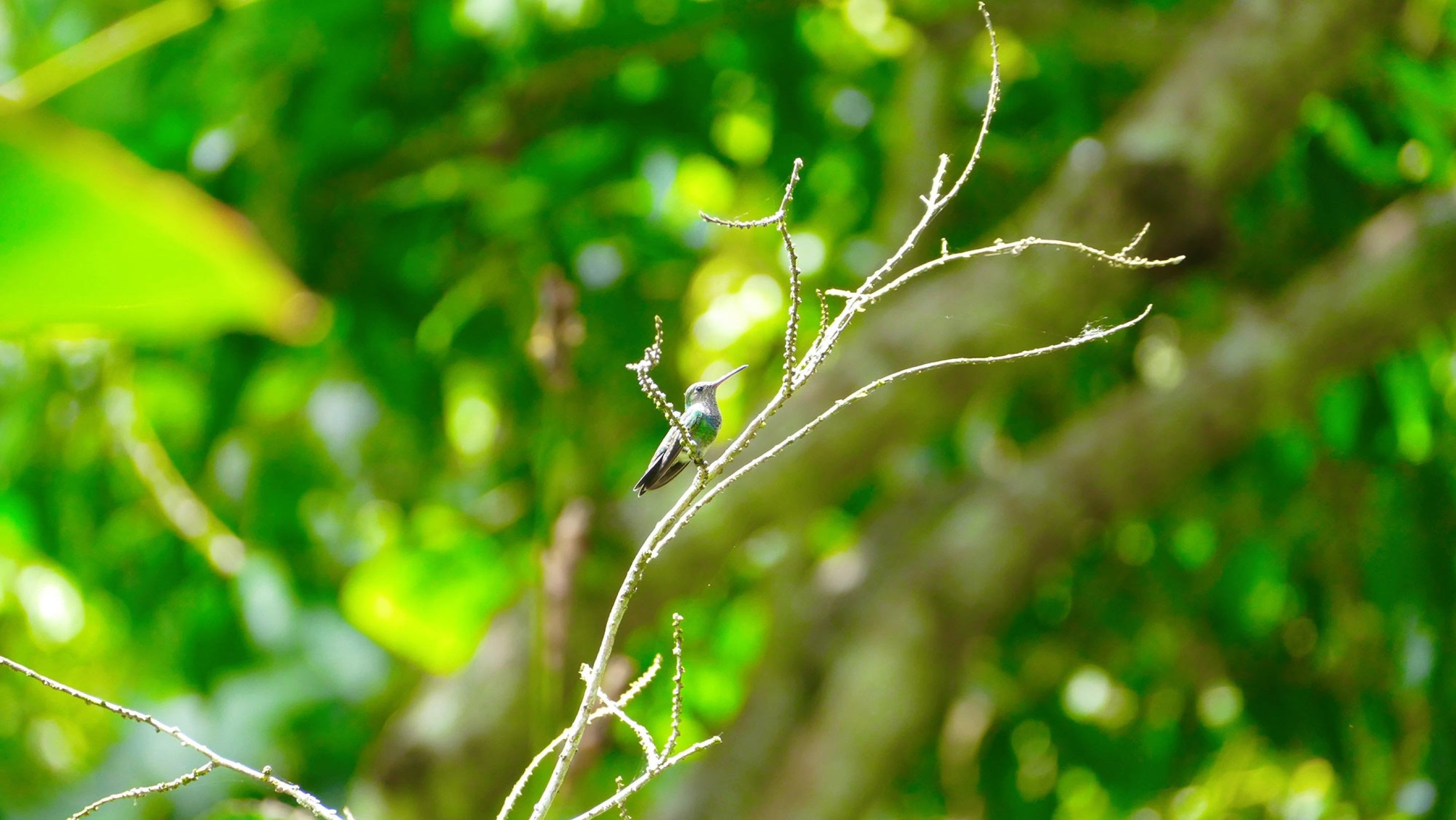 A bird perched on a branch with a blurred green background.