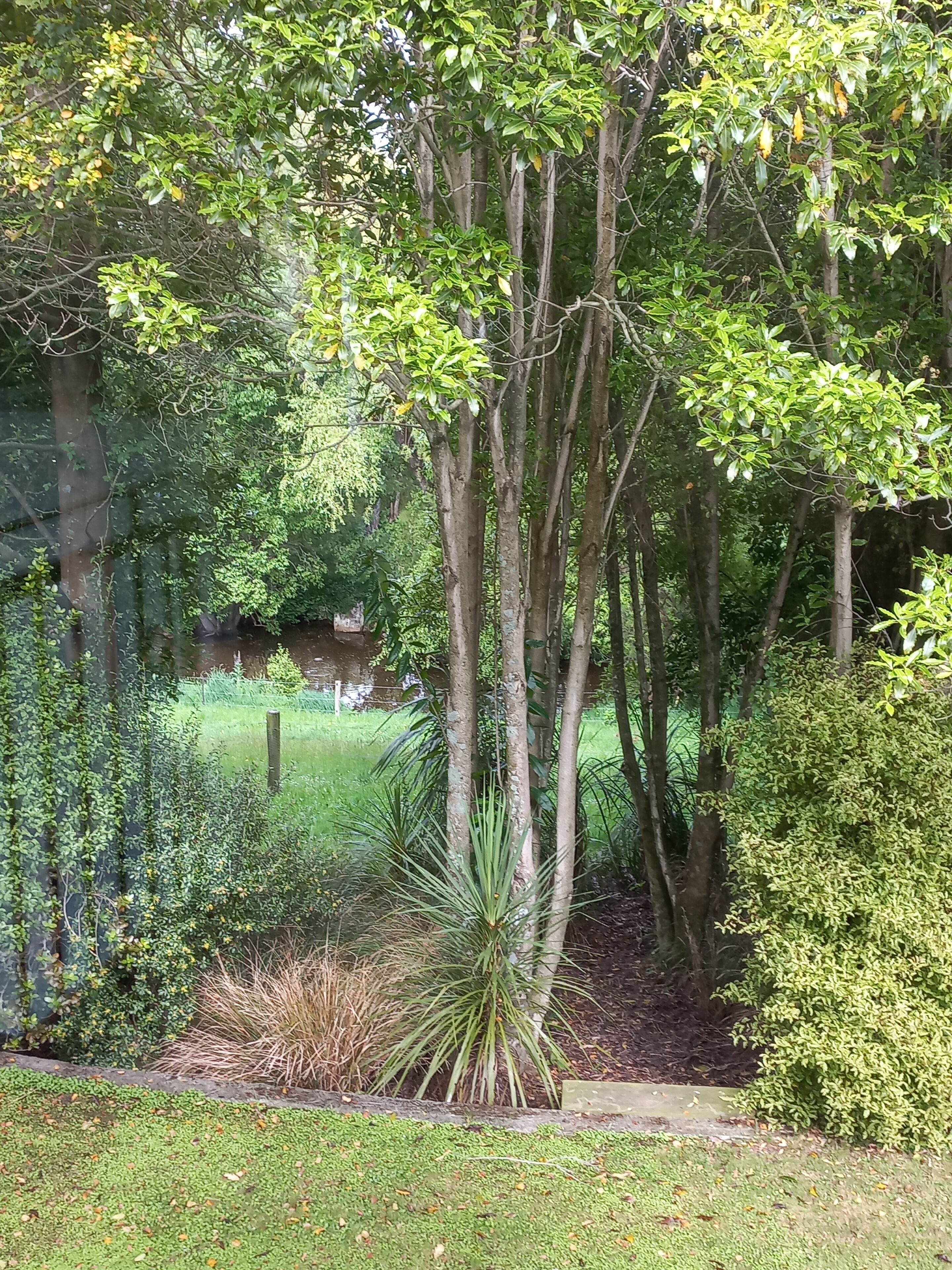 Un jardín con varios árboles y arbustos, una zona de césped y un muro de piedra al fondo.
