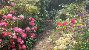 A garden pathway surrounded by various flowering plants and trees.