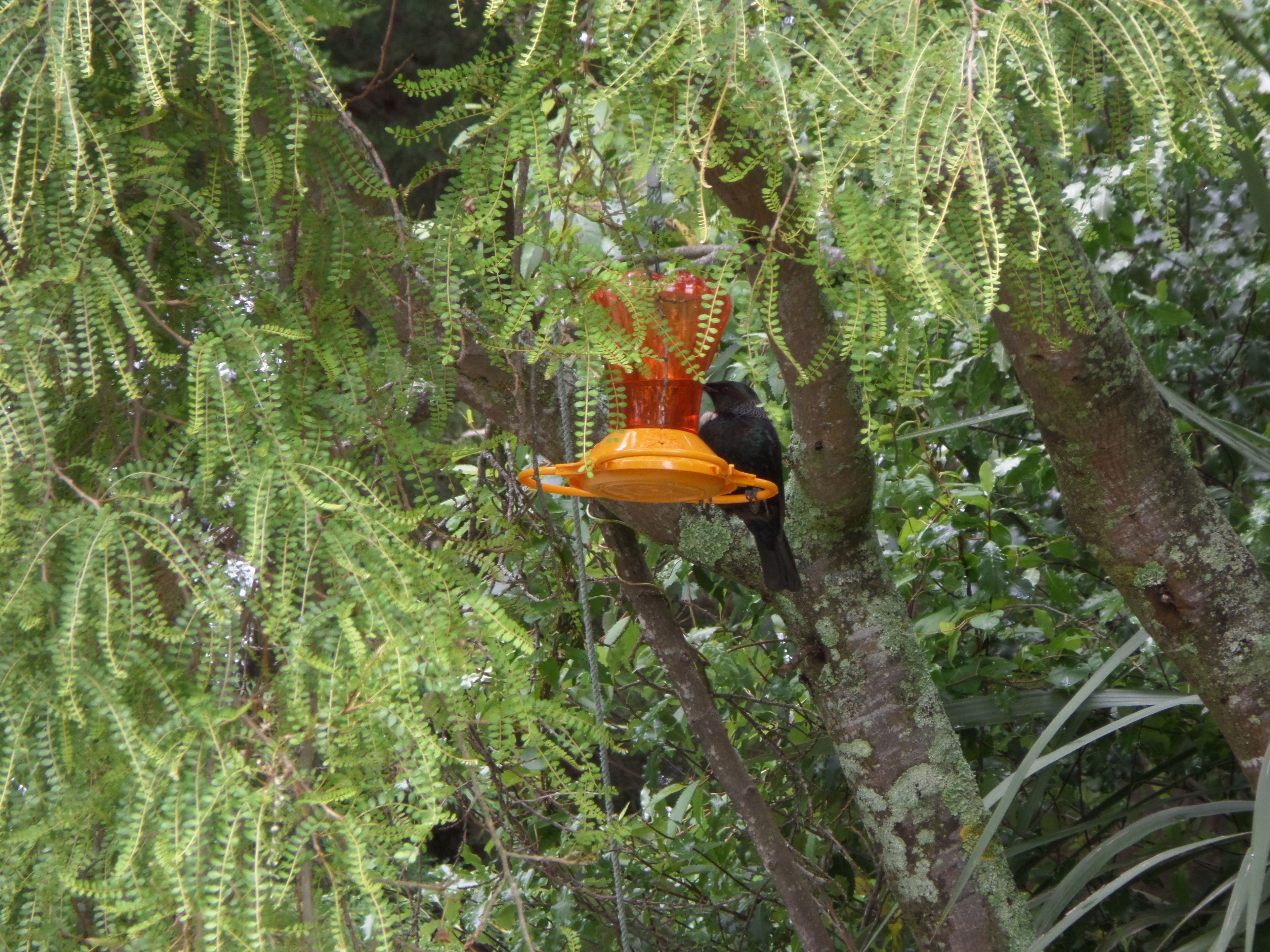 A bird perched on a tree branch near a hanging orange feeder.