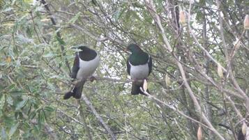 Dos pájaros posados en una rama en medio de follaje denso.
