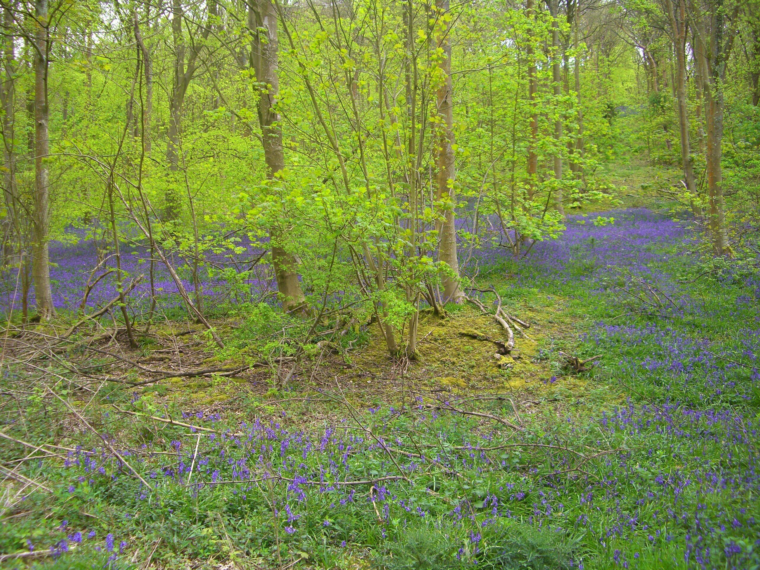 Un bosque con árboles y el suelo cubierto de flores azules.